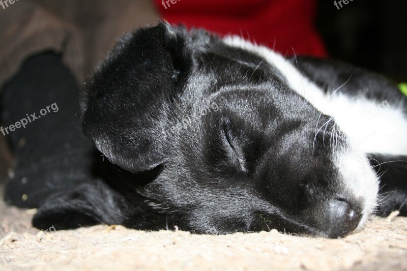 Puppy Cute Puppy Canine Sleeping Domestic