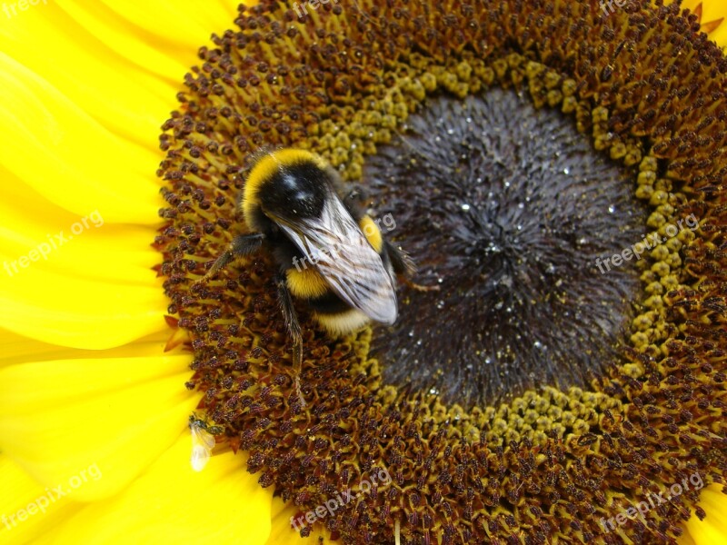 Sunflower Hummel Nature Plant Free Photos