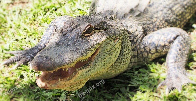 Crocodile Croc Australia Zoo Eye