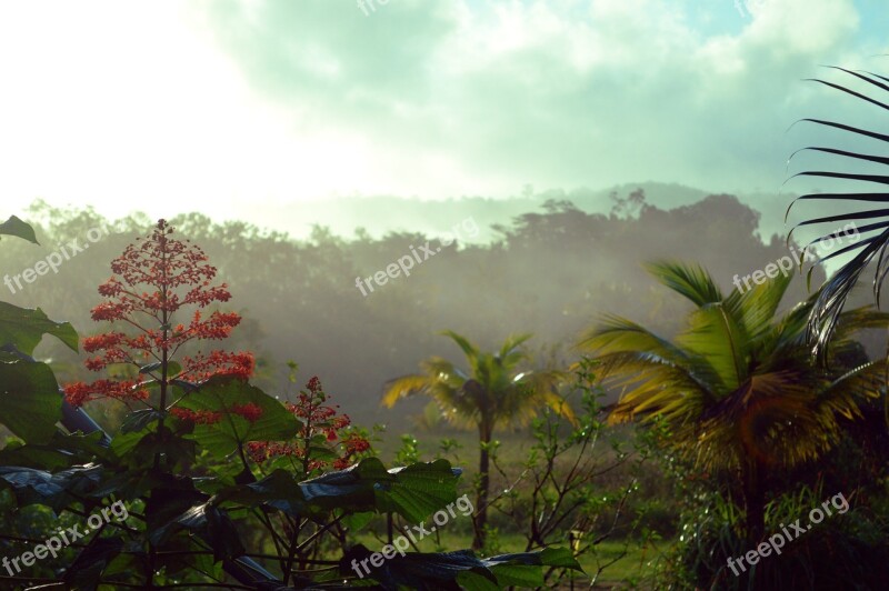 French Guiana Rainforest Forest Guiana Guyana