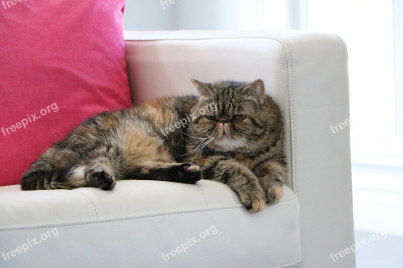 Cat Exotic Shorthair Couch Tabby Pet