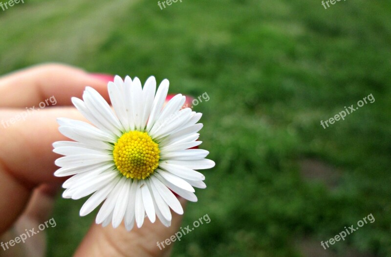 Flower Daisy Nature Spring Meadow