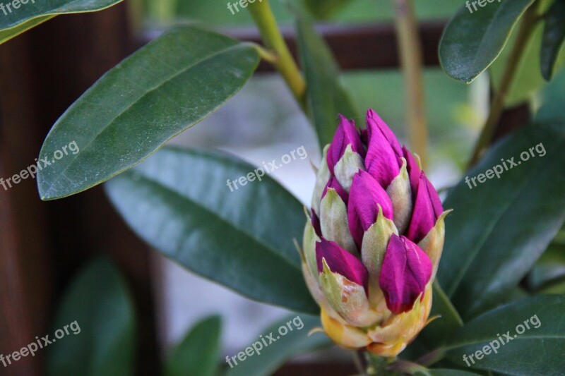 Rhododendron Bud Flower Fuchsia Flora