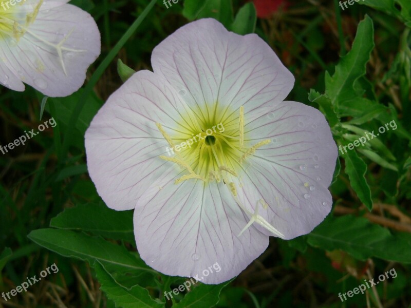 Cutleaf Evening Primrose Primrose Pink Yellow Flower