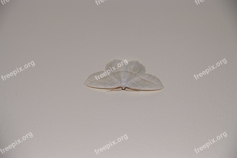 Moth White Wall Insect Free Photos