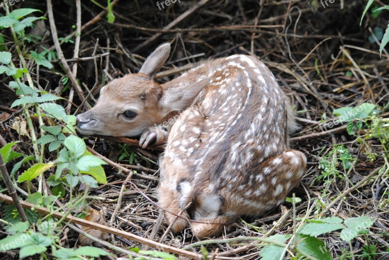 Deer Cub Small Fawn Newborn