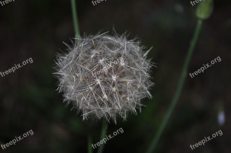 Plant Flower Nature Spring Growing