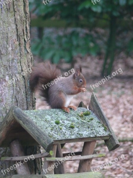 Squirrel Nature Forest Rodents Animal