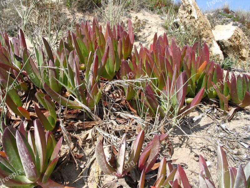 Background Beach Plant Sand Beach Dunes