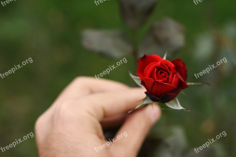 Hand Flower Rose Red Garden