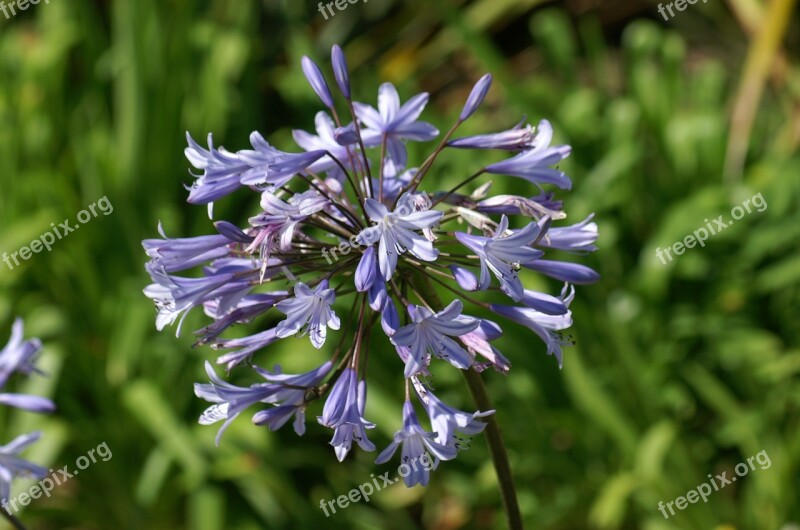 Verbena Flowers Purple Flowers Violets Color