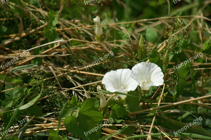 Bindweed Grass Wild Grass Fields Plants