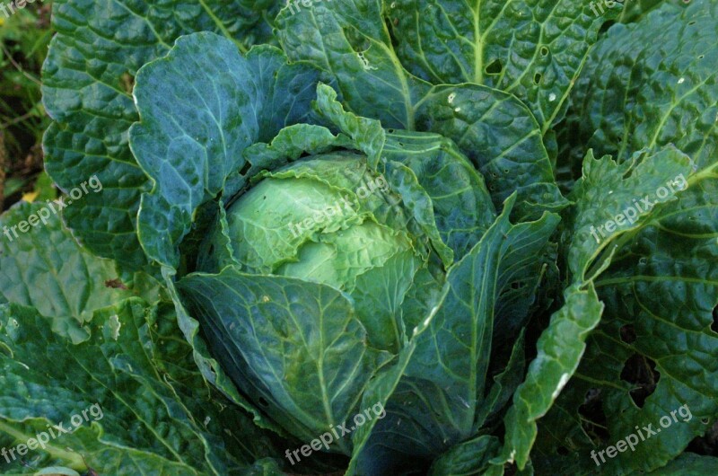 Cabbage Vegetable Green Cabbage Green Vegetable Garden