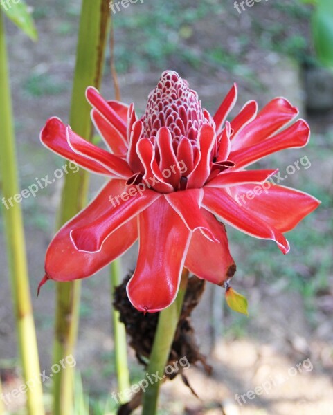 Ginger Blossom Tropical Blooms Ginger Plant Red Waxy