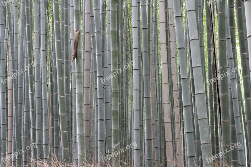 Bamboo Forest Plants Flora Nature