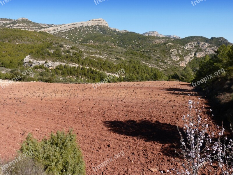 Vineyard Mountain Vineyard Priorat Montsant More Déu