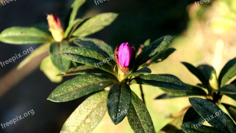 Flower Red Flower Bird's Flowers Spring Pink