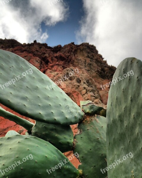 Cactus Nature Leaves Fig Free Photos