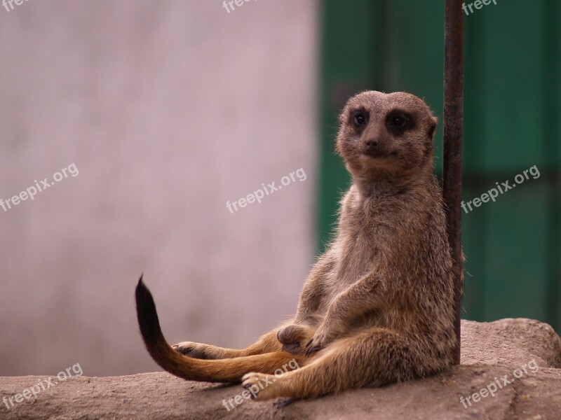 Meerkats Animals Rest Free Photos