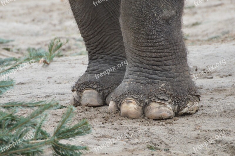 Elephant Feet Tear Nails Free Photos