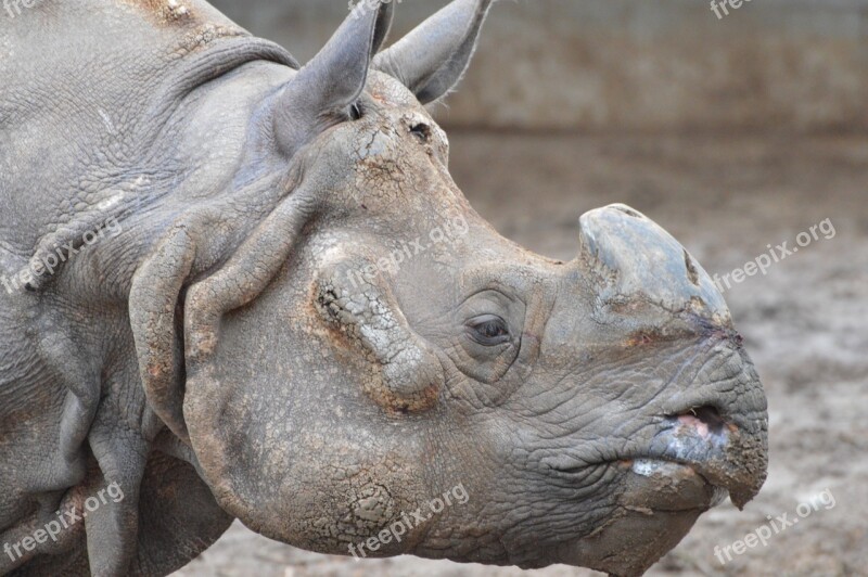 Rhinoceros Animals Zoo Free Photos