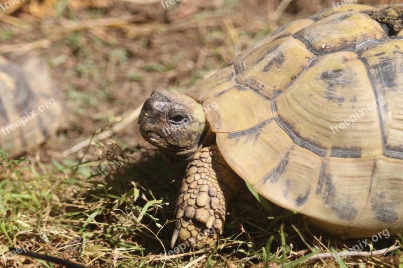 Turtle Spring Tortoise Free Photos