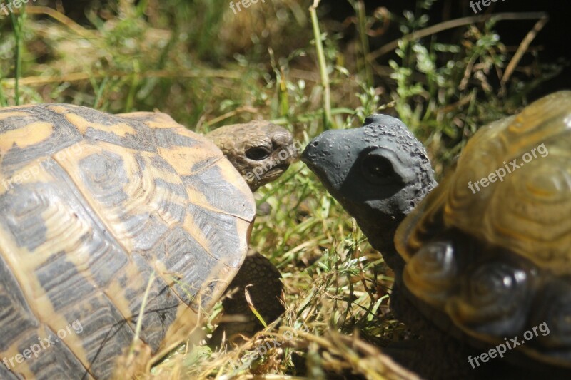 Turtle Illusion Tortoise Spring Cupid