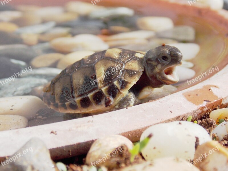 Turtle Spring Birth Puppy Turtle Awakening