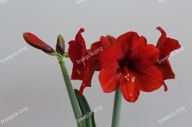 Flower Hippeastrum Red Open In Full Bloom