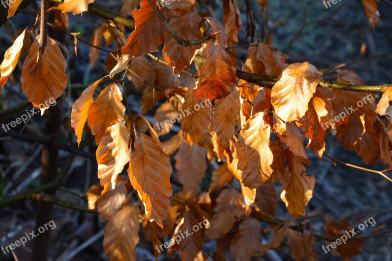 Leaves Brown Dried Autumn Red