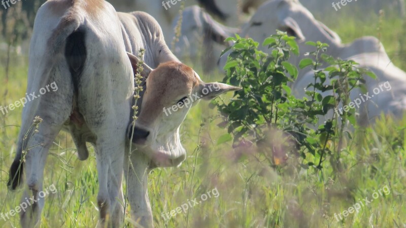 Puppy Calf Veal Animal Creation