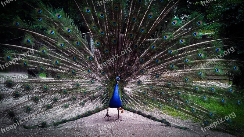 Peacock Bird Wheel Beautiful Tail Fauna