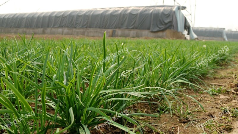 Chives Vegetable Field Fresh Vegetables Material