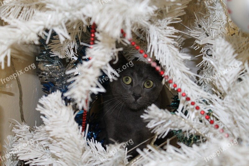 Cat Grey Cat Christmas Tree Hiding Free Photos