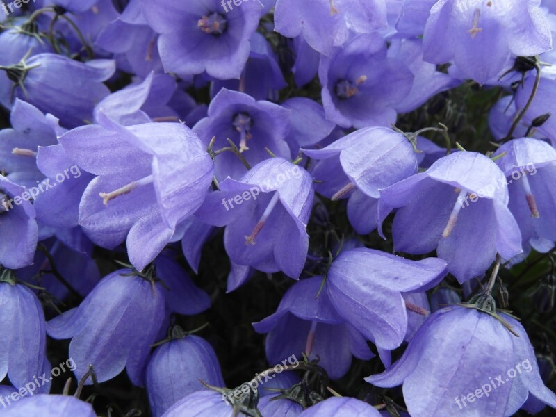 Bell Flowers Campanulaceae Flora Purple Plant