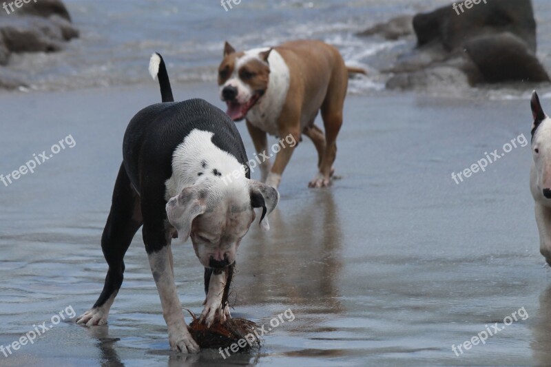 Beach Dogs Game Animals Pet Animals