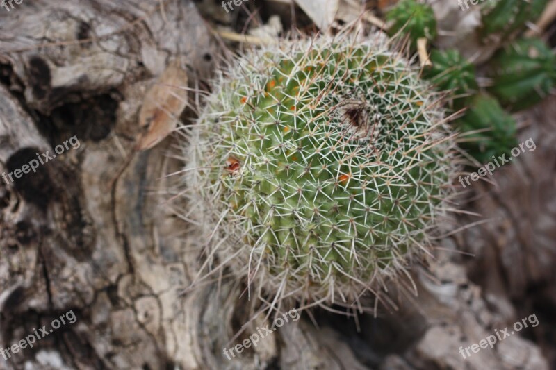 Cactus Plant Green Skewers Barbed