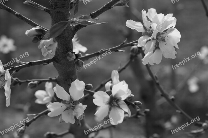 Flower Almond Tree Spring Almond Tree Nature Almond Branch In Bloom