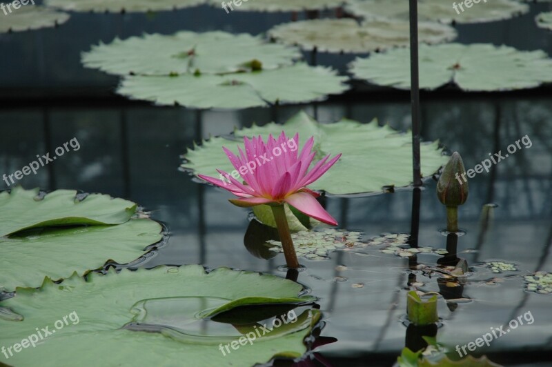 Waterlily Flower Pond Free Photos