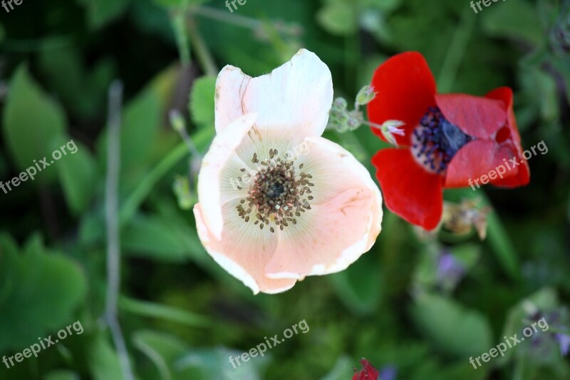 Anemone Flower Blossom Petal Spring