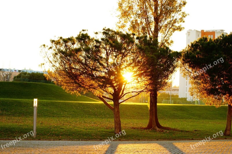 Against Light Tree Sunset Free Photos