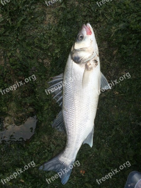 Sea Bass Fish Sea Free Photos