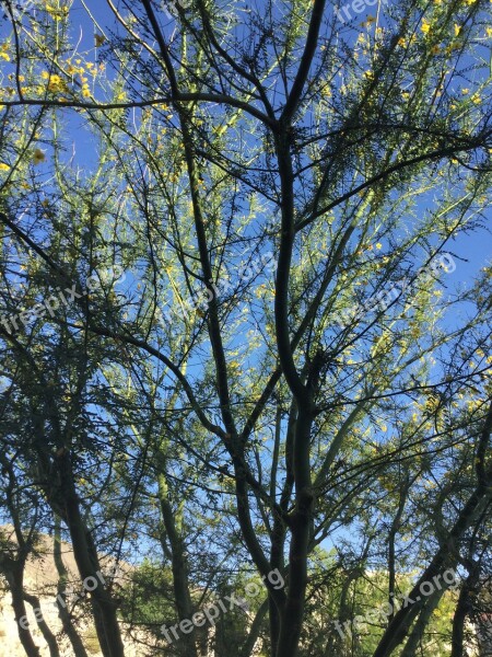 Palo Verde Tree Desert Southwest Nature Xeriscaping