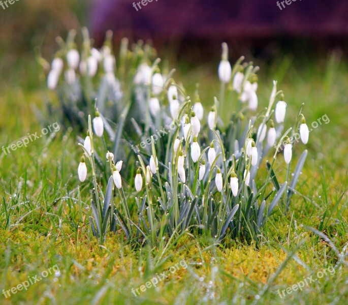 Crocus Flowers Winter Spring Nature