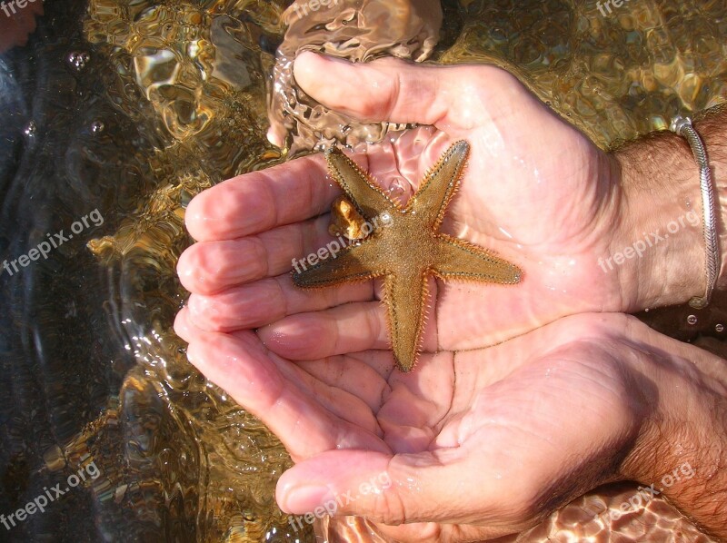 Sea Starfish Water Holidays Free Photos