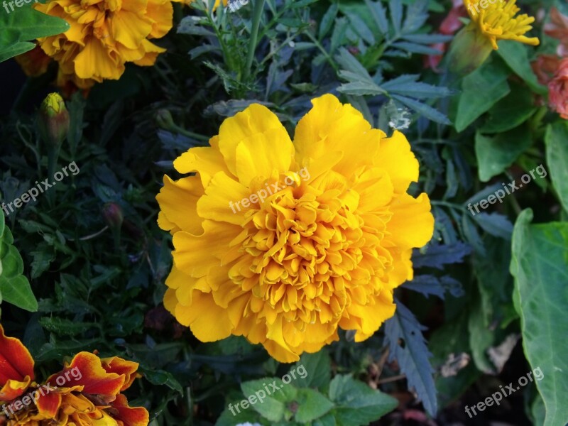 Marigold Flower Yellow Plant Garden