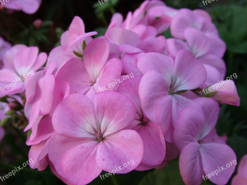 Geranium Pink Flower Floral Petal