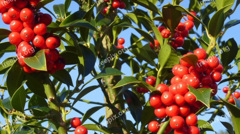 Hulst Nature Trees Shrubs Berries