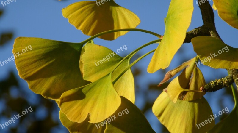 Ginko Biloba Nature Trees Tree Leaf Free Photos