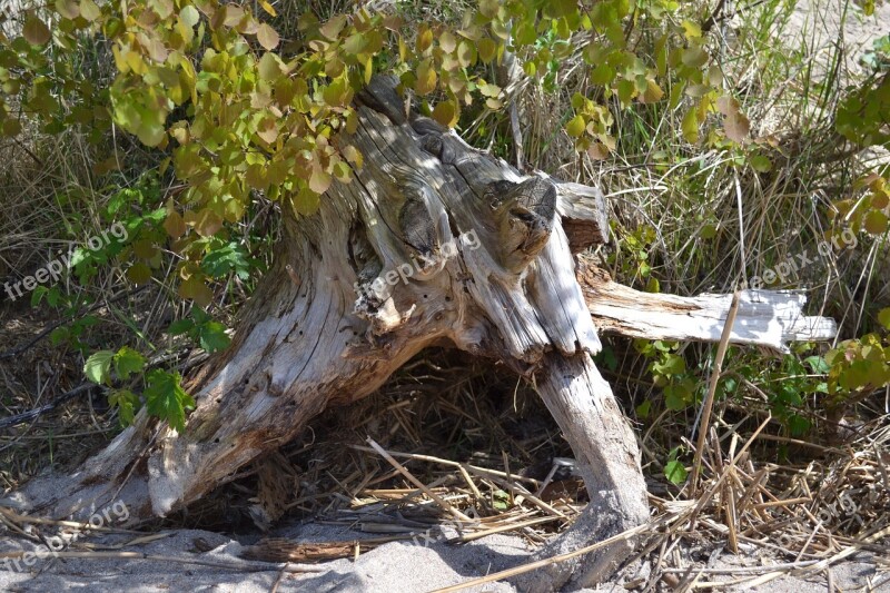 Old Root Root Tree Root Old Tree